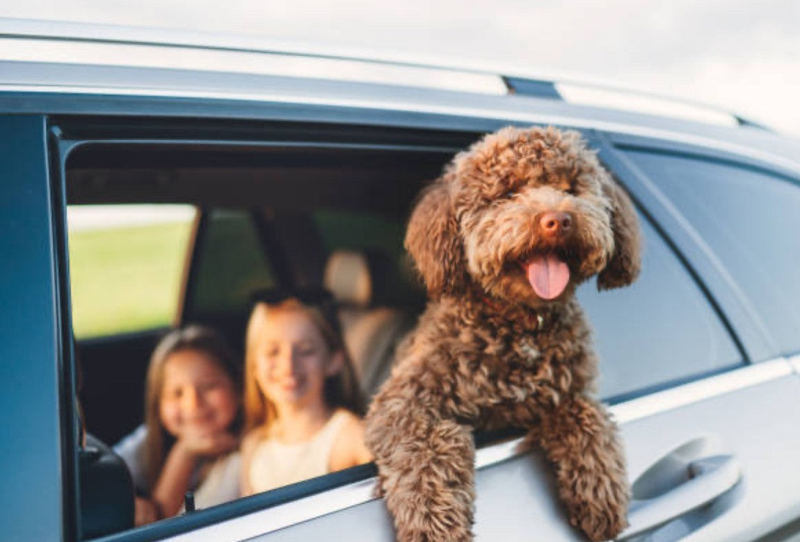 Goldendoodle with children in the background.