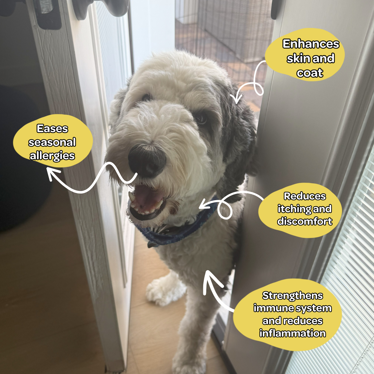 Happy Dood Soft Chew