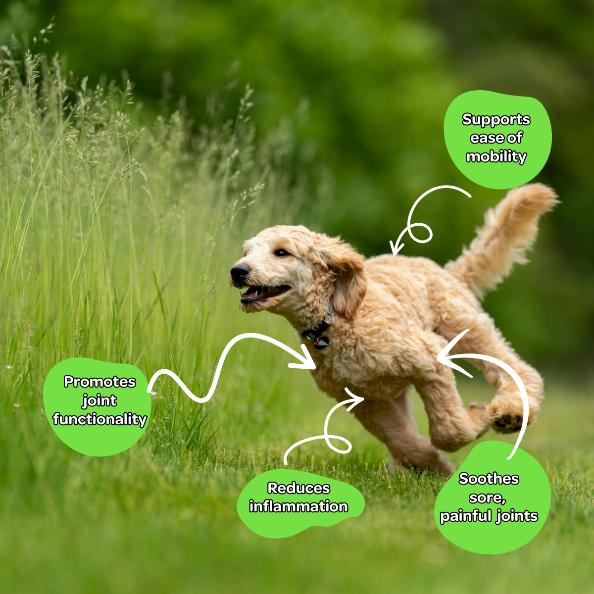 Mobile Dood Soft Chew