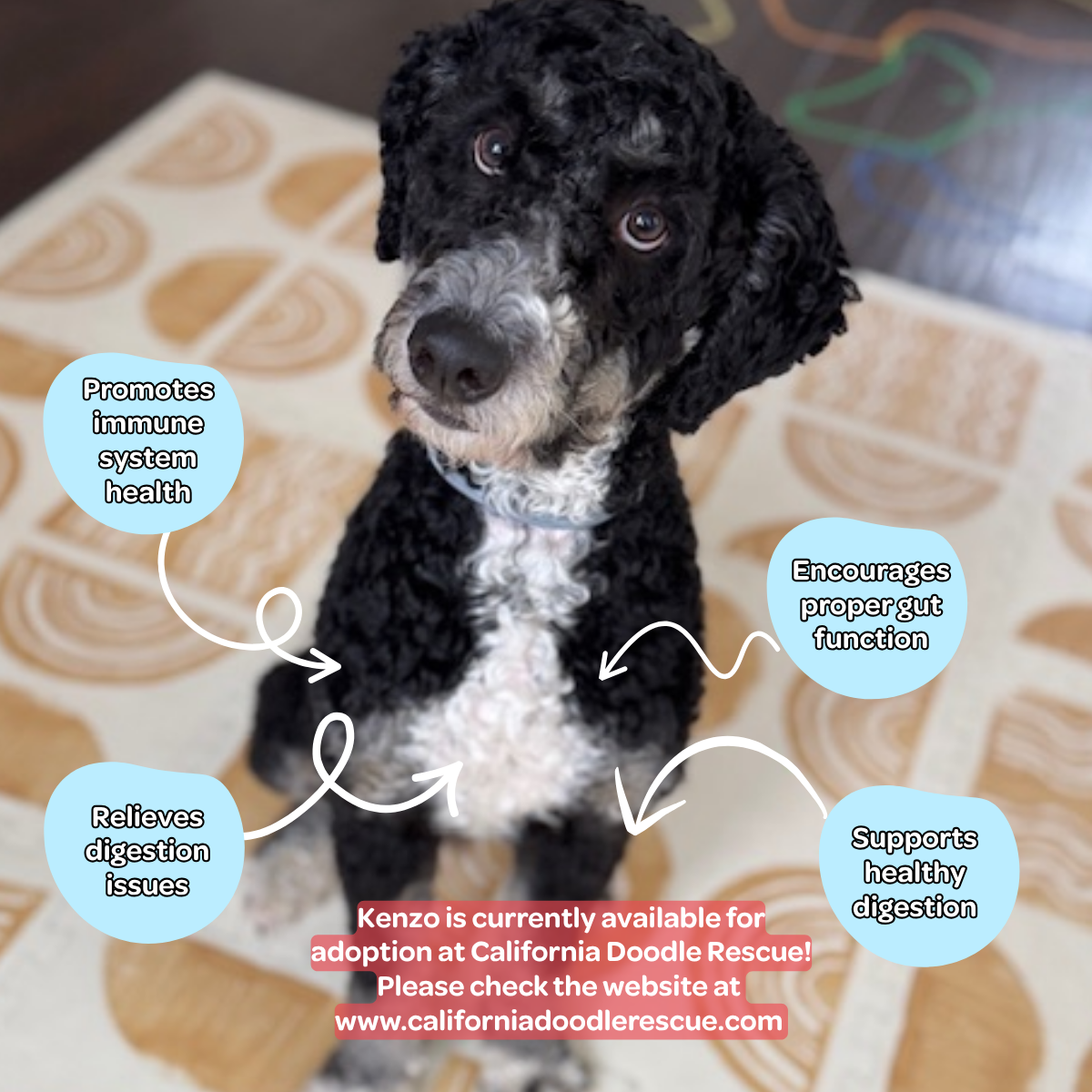 Regular Dood Probiotic Soft Chew