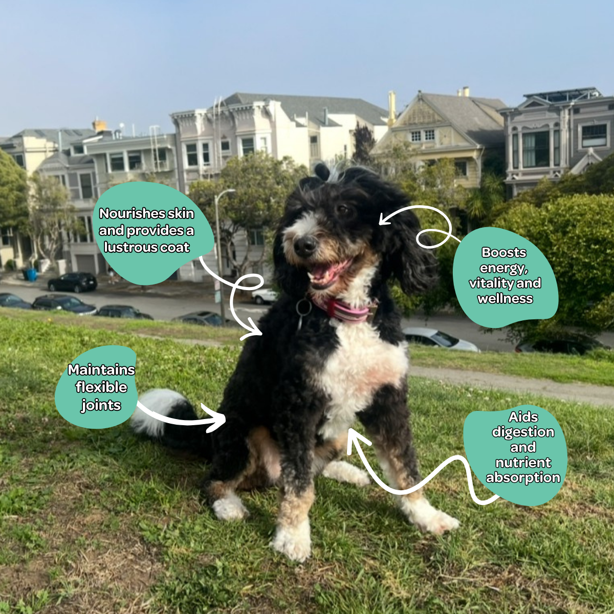 Multivitamin Soft Chew