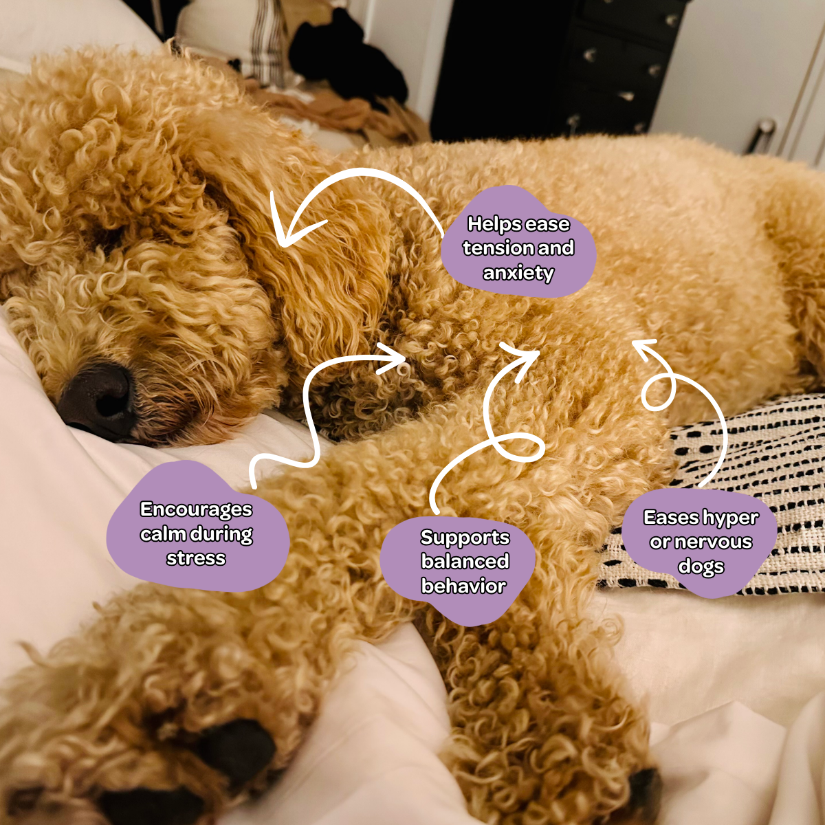 Chill Dood Soft Chew